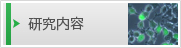 研究内容
