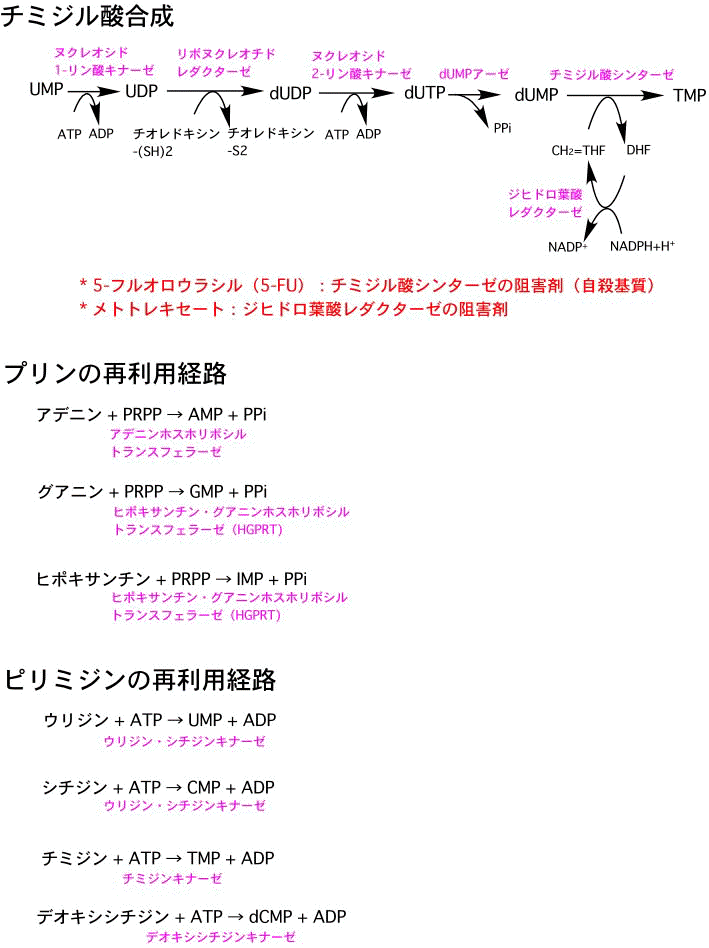 藤田医科大学 医学部 生化学講座