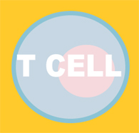 T-cell