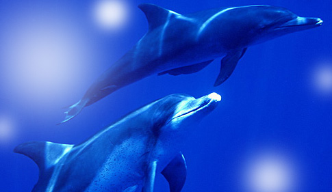dolphin