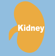 kidney
