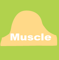 muscle