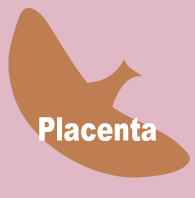 placenta
