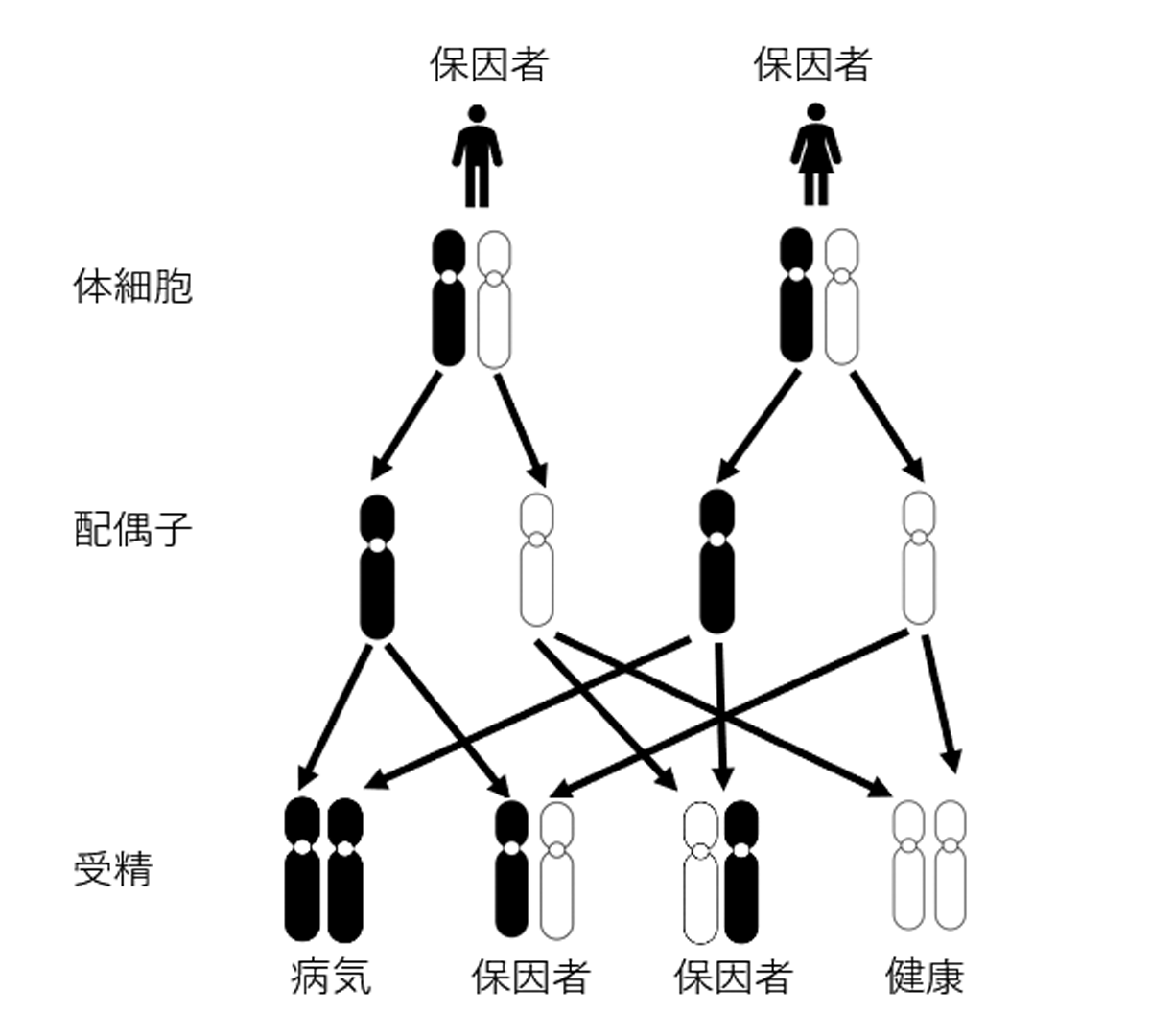 伴 性 劣性 遺伝 病 は どれ か