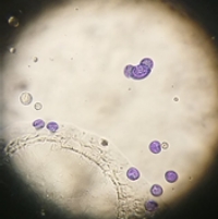 図：染色した花粉