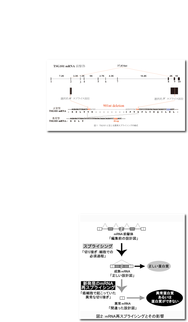     Tumor susceptibility gene 101 (TSG101:癌感受性遺伝子101）は1996年に発見・報告された遺伝子であるが、翌1997年から様々な癌細胞で異常な転写産物が発現していると、多数の報告が出されていた。
    その異常転写産物は、欠失する領域の両端がGU-AGであることから（図1）何らかの異常なスプライシングが起きていると推測されていたがその機構は不明であった。しかも、長距離にわたり複数のエクソンをスキップし、5‘スプライス部位も3‘スプライス部位もエクソン内にある選択的スプライス部位であるという極めて珍しいタイプのスプライシングであり（図1）、恐らく通常は非常に起こりにくいタイプであると思われた。￼しかも、スプライス部位の強度を調べると、その選択的スプライス部位は正規のスプライス部位に比べ明らかに弱いことがわかり、正規の強いスプライス部位がそのまま存在する状態ではこの異常スプライシングは起こりえないと推測された。そこで一旦、通常のスプライシング起き成熟mRNAができると、同時に全ての正規スプライス部位が消失し、その後でもう一度余計なスプライシングが起きてしまうのではないかという仮説を立て証明を行った。
　さらに、 Fragile Histidine Triad（ FHIT）遺伝子においても同様に成熟mRNAから再スプライシングが起きているとことを発見した。

　つまり、通常遺伝子から転写されたmRNA前駆体はスプライシングされた後、成熟mRNAとなって細胞質に輸送され蛋白質合成の設計図となる。ところが、TSG101mRNAとFHITmRNAでは、癌細胞において、本来再びスプライシングされるはずのない成熟mRNAがmRNA（エクソン）上のスプライス部位に似た配列を￼浸かって再スプライシングされていたのである。

　このことは、正常細胞には未知の再スプライシング抑制機構が存在しmRNAの品質管理に関与しているということを示唆している。また、癌細胞では遺伝子に突然変異がないにも関わらず異常蛋白質が蓄積しているが、成熟mRNA再スプライシングがより多くの遺伝子で起き、その原因になっている可能性も考えられる（図２）。