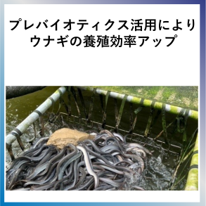 SDG14  プレバイオティクス活用によりウナギの養殖効率アップ