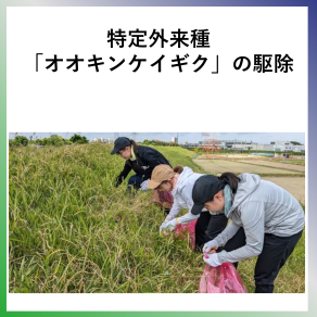 SDG15  特定外来種「オオキンケイギク」の駆除