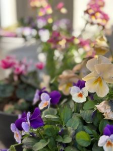 玄関で育てている様々な色の花の写真