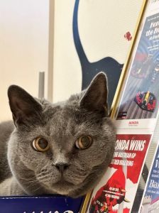 愛猫ボンちゃんの写真