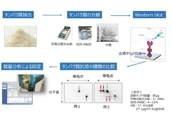 藤田医科大学アレルギー疾患対策医療学（松永佳世子教授）との共同研究