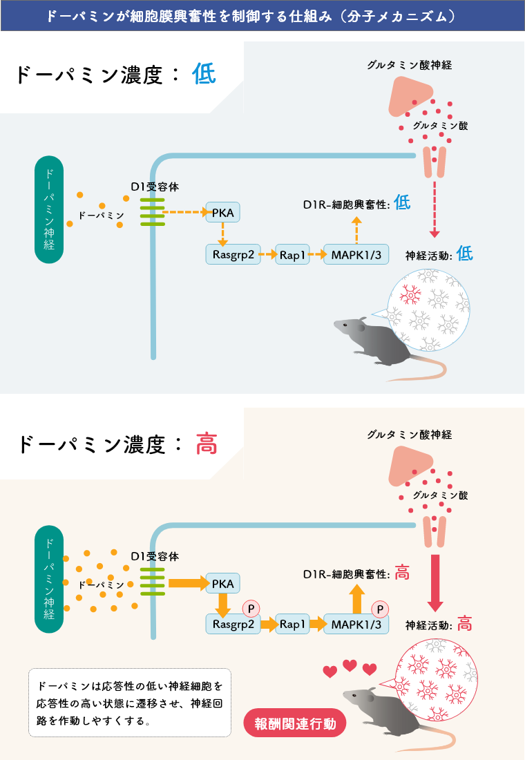 Nagai et al. Neuron 2016; Nagai et al. TIPS 2016