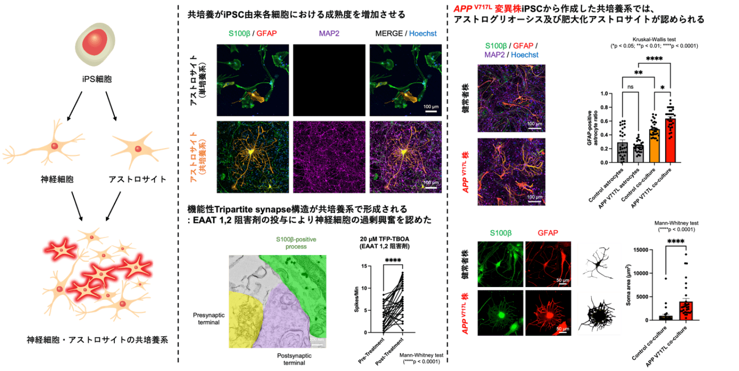 Figure 2. Development of a Co-Culture System Using Human iPS Cell–Derived Neurons and Astrocytes, and Its Application to Phenotypic Analysis in Alzheimer’s Disease