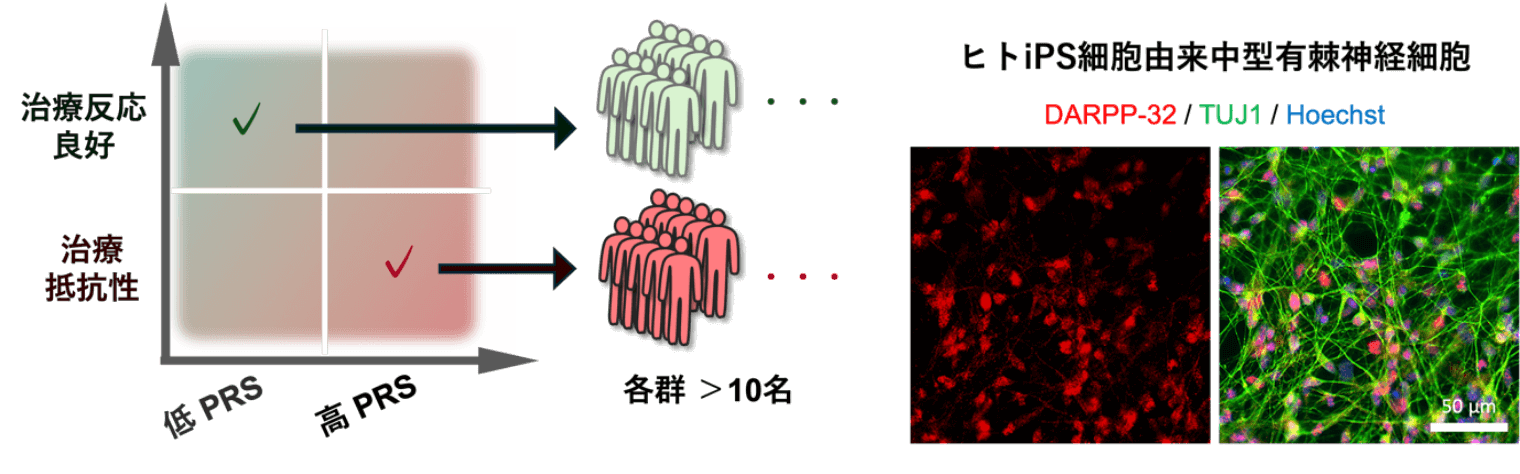 Figure 3. Establishment of iPS Cells Based on Stratification of Schizophrenia Patients and Development of a Novel Differentiation Method for Human iPS Cell–Derived Medium Spiny Neurons
