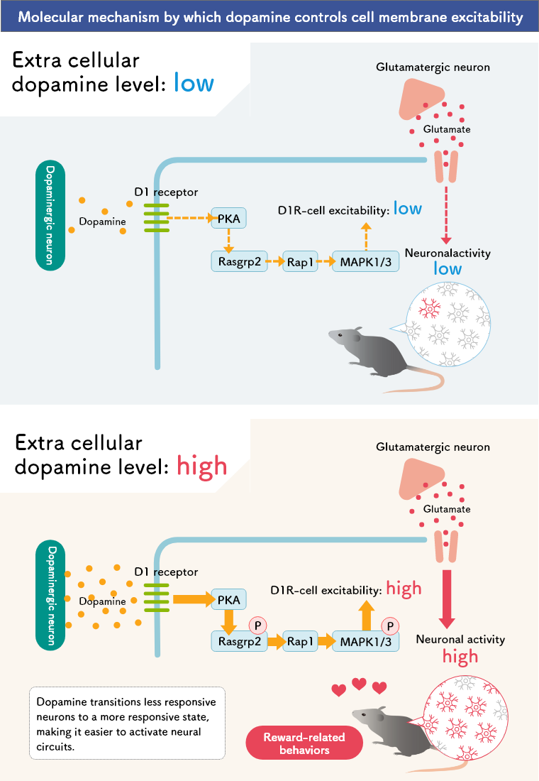 Nagai et al. Neuron 2016; Nagai et al. TIPS 2016