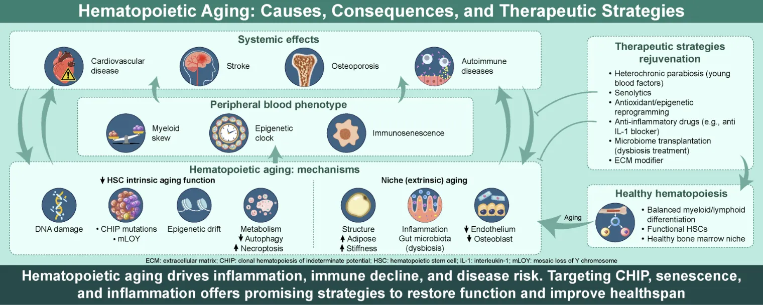 Hematopoietic Aging: Causes, Consequences, and Therapeutic Strategies