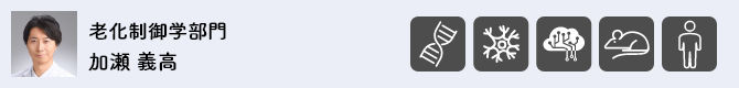 老化制御学部門 加瀬 義高