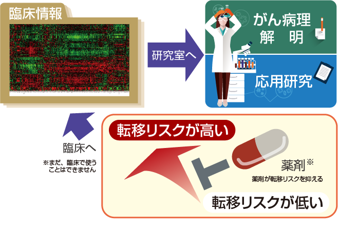 臨床情報のデータをもとに研究室でがん病理解明と応用研究を行い、その成果を将来的に臨床へ還元して、薬剤を用いてがんの転移リスクが高い状態から低い状態へ抑えることを目指す研究サイクルの図解。（※まだ、臨床で使うことはできません）