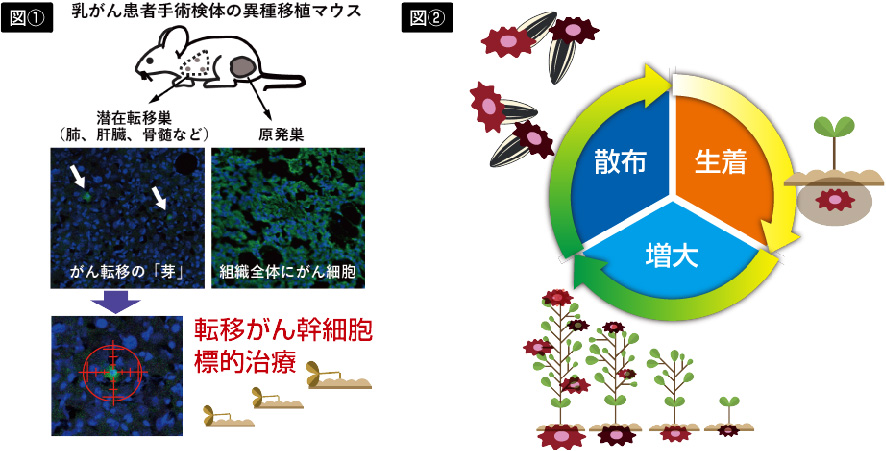 図1：乳がん患者手術検体の異種移植マウスにおける原発巣と潜在転移巣（肺、肝臓、骨髄など）の位置、およびがん転移の「芽」と組織全体に広がるがん細胞の比較、転移がん幹細胞に対する標的治療のイメージ。図2：がん細胞の「散布」「生着」「増大」という転移のサイクルを、植物の種が散布され、発芽・成長して花を咲かせる過程に例えた図解。