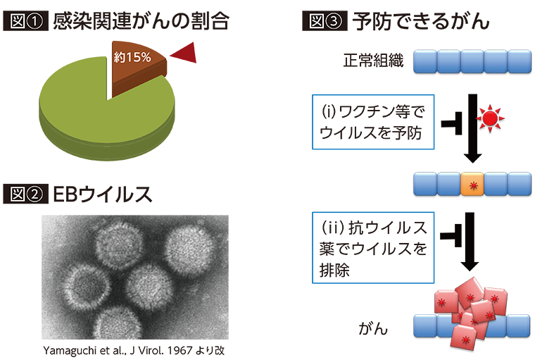 図1：感染関連がんの割合を示す円グラフ。全体の約15%を占めることが示されている。図2：EBウイルスの電子顕微鏡写真。図3：正常組織がウイルス感染を経てがん化する過程と、その予防策（ワクチン等でのウイルス予防、または抗ウイルス薬でのウイルス排除）を示す図解。