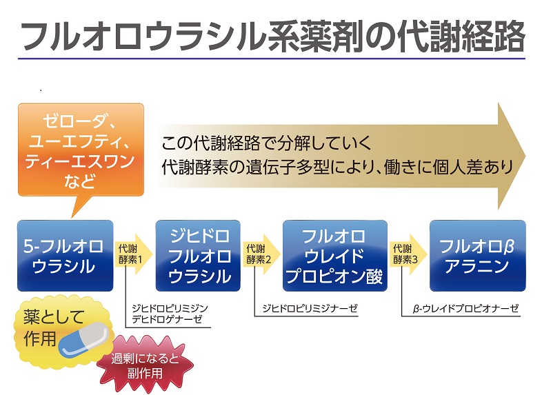フルオロウラシル系薬剤（ゼローダ、ユーエフティ、ティーエスワンなど）の代謝経路を示す図解。5-フルオロウラシルが薬として作用するが、過剰になると副作用が生じること、そして3つの代謝酵素（ジヒドロピリミジンデヒドロゲナーゼ、ジヒドロピリミジナーゼ、β-ウレイドプロピオナーゼ）の働きによって段階的にフルオロβアラニンへと分解されていく過程が描かれている。また、これらの代謝酵素の働きには遺伝子多型による個人差があることが大きな矢印で示されている。