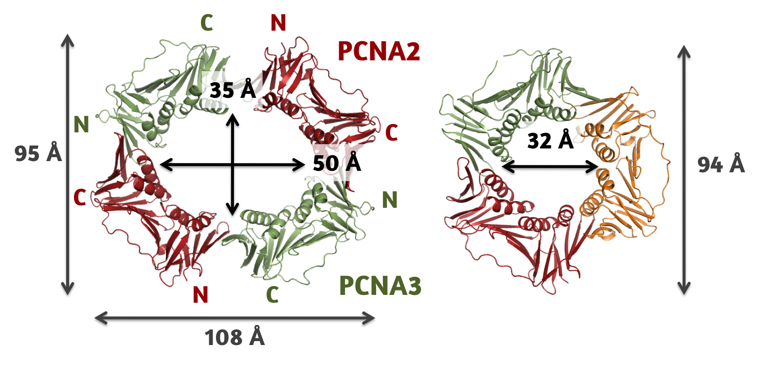 PCNA構造