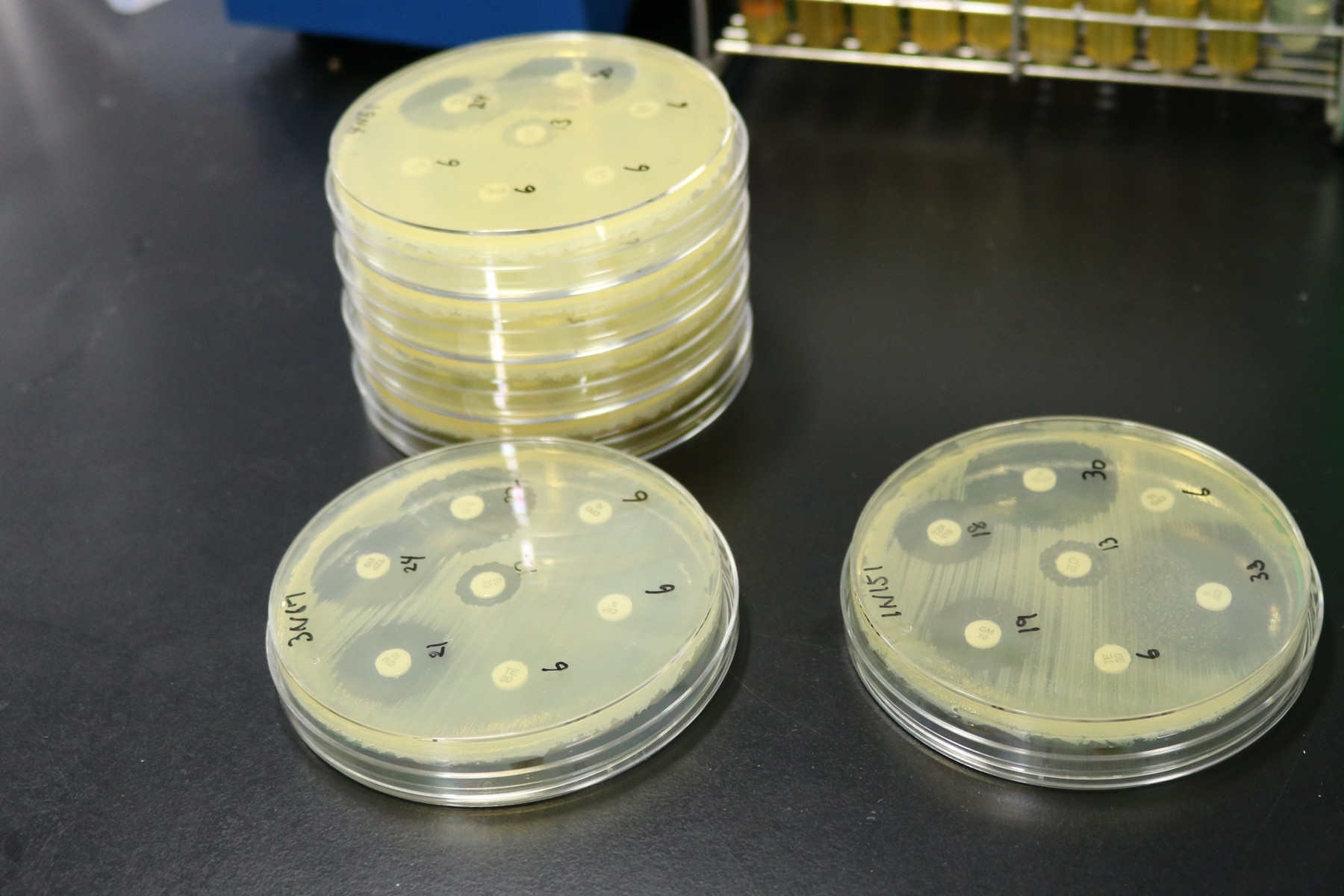 微生物学講座・感染症科 | 藤田医科大学 医学部